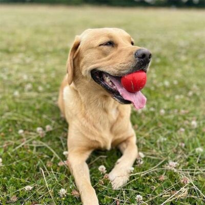 High Bounce Premium Non-Toxic Rubber Dog Ball – Assorted Pink Play Toy